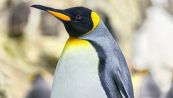6 curiosità sul pinguino imperatore che forse non sapevi