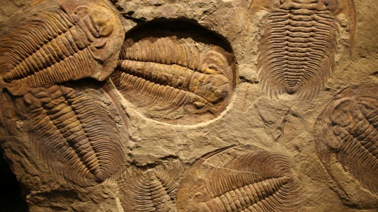 Il trilobite è il primo cannibale della storia