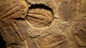 Il trilobite è il primo cannibale della storia