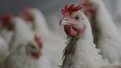 Influenza aviaria, nuovi casi in Usa e Cina: quali sono i sintomi