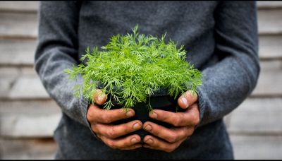 Aneto, le proprietà dell'erba aromatica che puoi coltivare in balcone
