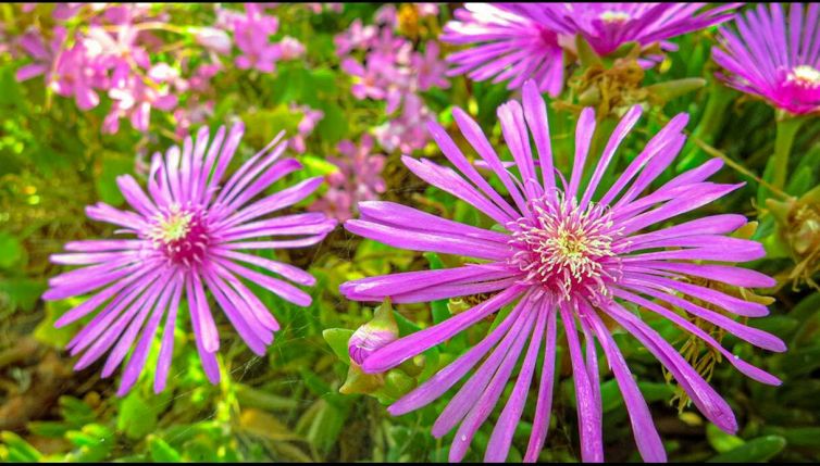 Barba di Giove: come coltivarla