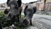 Peste suina, a rischio 50mila animali in Italia