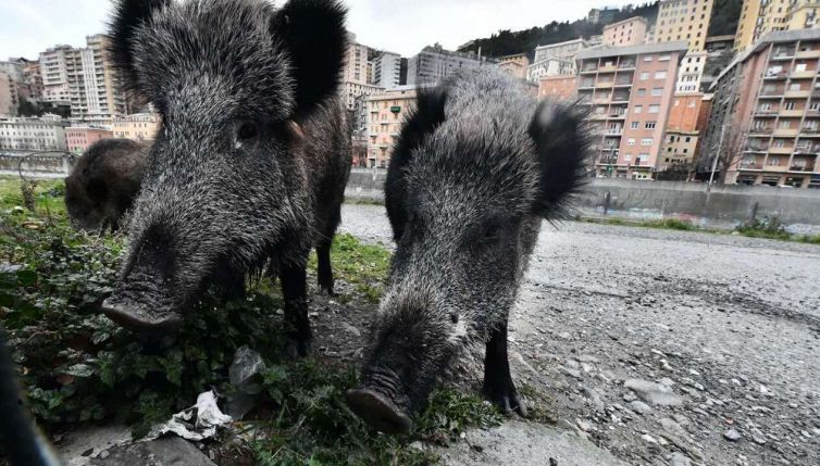 Peste suina, a rischio 50mila animali in Italia