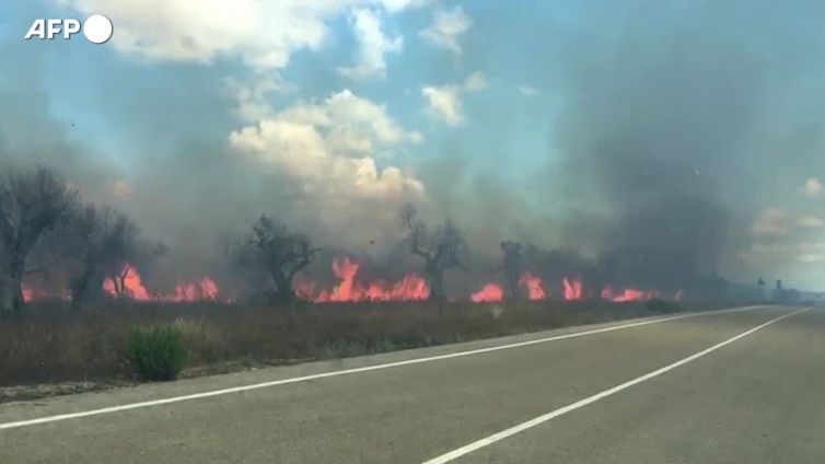 Fao, nasce Giornata salute delle piante