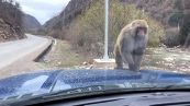 L'impressionante attacco della scimmia