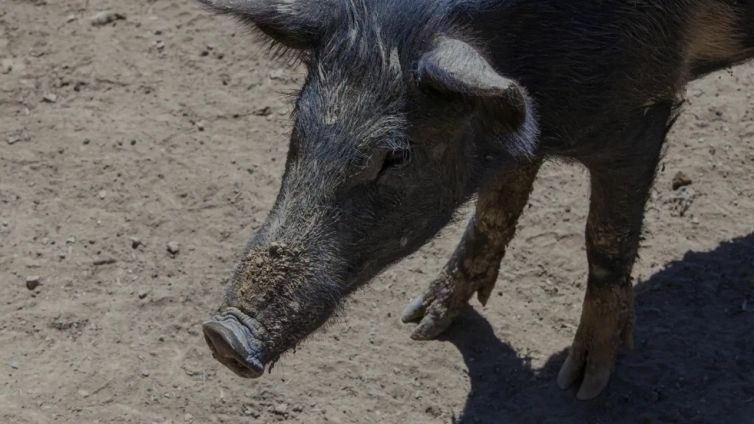 Peste suina in Italia: le aree in zona rossa