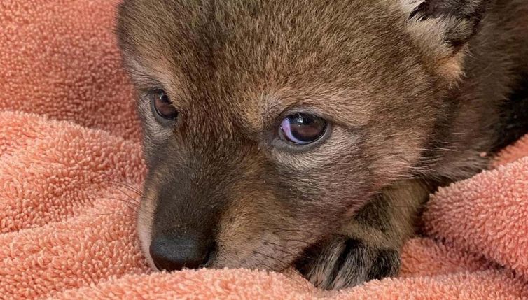 Pensano di adottare un cane: poi l'incredibile scoperta
