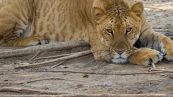 Metà leone metà tigre: chi sono il tigone e il ligre