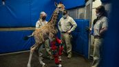 Il "miracolo" per il cucciolo di giraffa che è tornato a camminare
