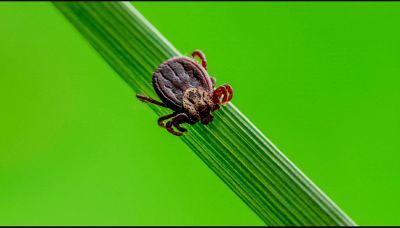 Morso della zecca: attenzione a questi sintomi 
