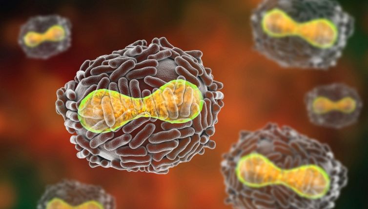 Vaiolo delle scimmie, come si trasmette e quali sono i sintomi