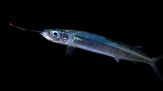 Avvistato pesce alieno, è allarme nel Mediterraneo