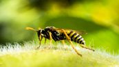Punture di vespe, i rimedi naturali che forse non conoscevi