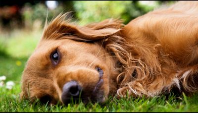 La straordinaria complessità dei cani