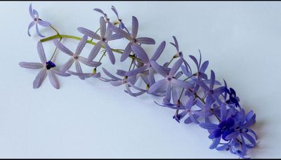 Mangiare il glicine fa bene alla salute?