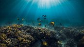 Click e scoppiettii indicano lo stato di salute delle barriere coralline, la scoperta