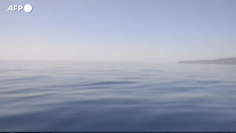 Mediterraneo piu' caldo, moria di gorgonie e alghe coralline