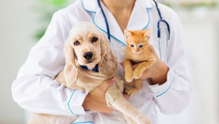 Vaiolo delle scimmie, sintomi e rischi per gli animali domestici