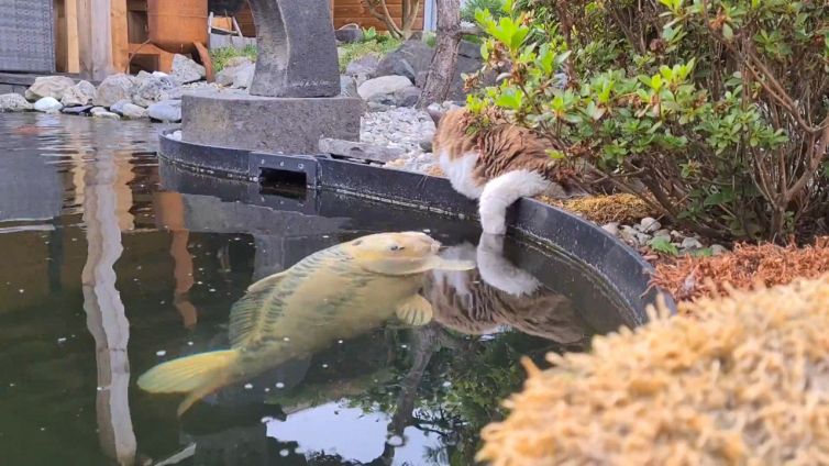 Il pesce si avvicina al gatto e accade l'imprevedibile