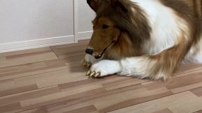Uomo si trasforma in un cane, la storia incredibile