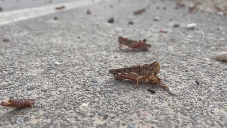 Sardegna colpita da piaga 'biblica': di cosa si tratta