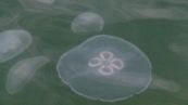 Allarme meduse, i mari più colpiti in Italia