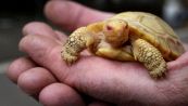 Nata tartaruga gigante albina: è un caso unico al mondo