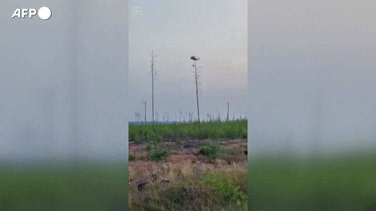 Germania, incendio boschivo a sud di Berlino