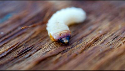 Come sconfiggere i tarli del legno con la candeggina