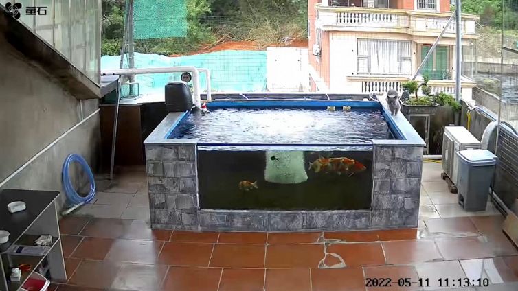 Il gatto dà la caccia al pesce ma accade l'imprevisto