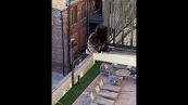Gatto cade dal balcone del grattacielo: l'atterraggio è miracoloso