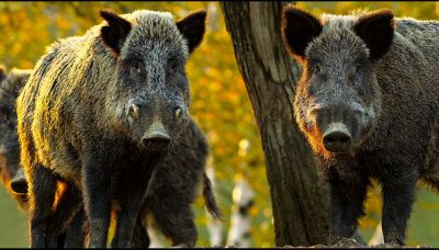 Cosa fare se incontri un cinghiale