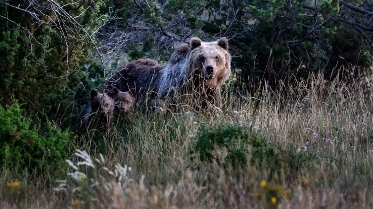 Sentiero dell'Orso, il percorso nell'habitat dell'orso bruno marsicano