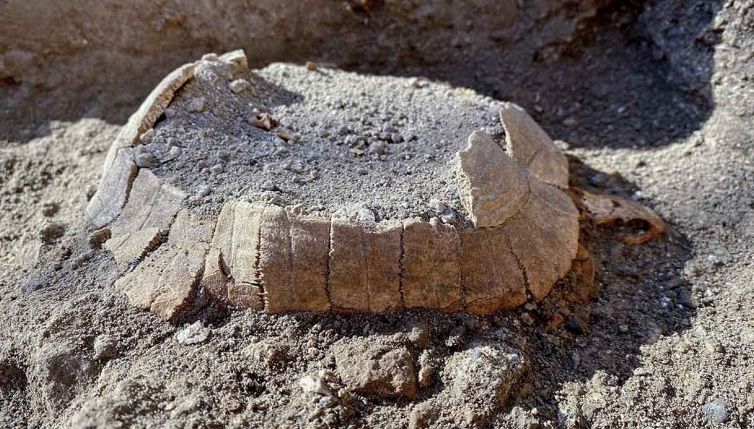 Tartaruga con il suo uovo intatta dopo 2000 anni, la scoperta a Pompei