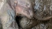 Mammut mummificato di 35mila anni fa, la scoperta straordinaria