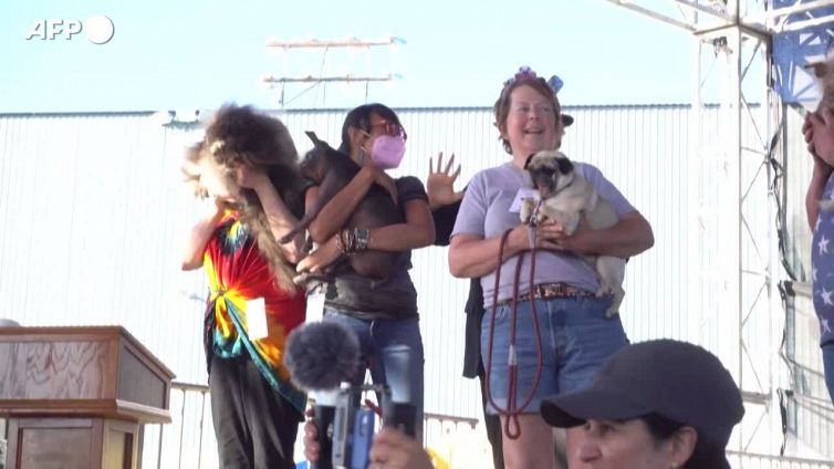 Usa, Mr. Happy Face incoronato come il cane piu' brutto del mondo