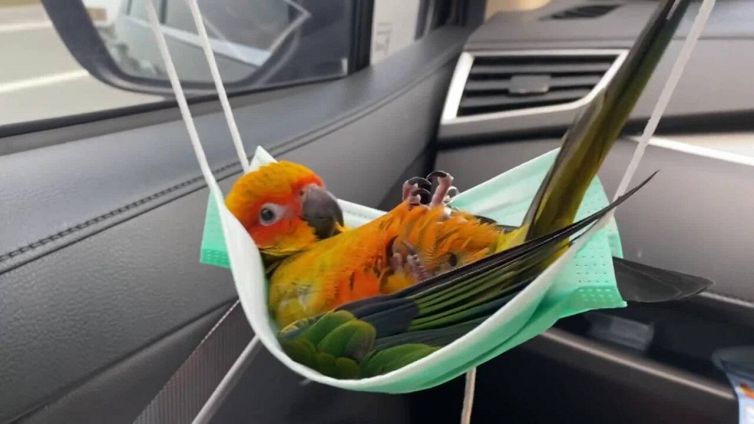 Il pappagallo sull'amaca che vi svolta la giornata