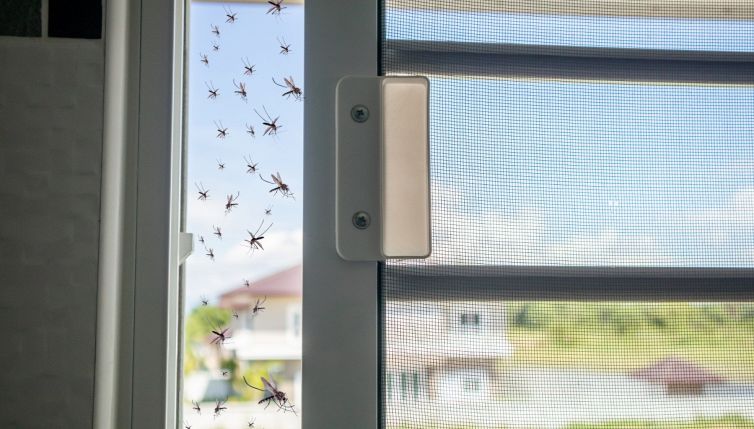 Zanzare, sbarazzatene usando questo forte odore: via all’istante