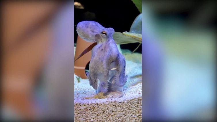 Il polpo è un fenomeno: quello che fa è incredibile