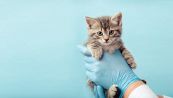 Covid, lo studio sul contagio da gatto a persona. Come proteggersi