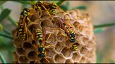 Come eliminare le vespe (senza ucciderle)