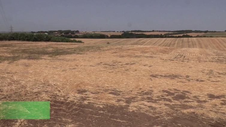Siccita': "Situazione disperata, persa meta' produzione di grano"