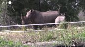 Mozambico, reintrodotti i rinoceronti bianchi nello Zinave National Park
