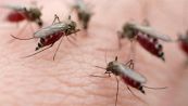 Zanzare, questi virus potrebbero attirarle: la scoperta incredibile