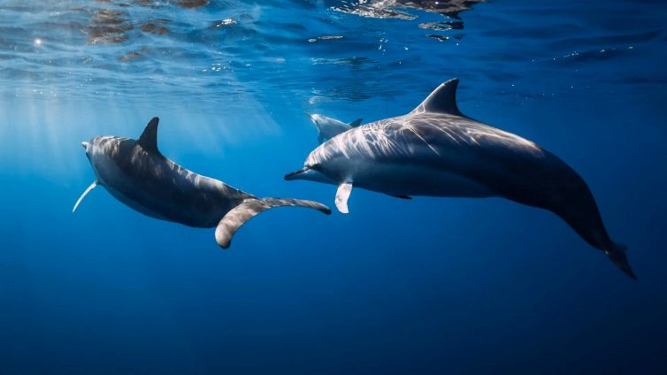 Golfo dei delfini, un luogo magico da non perdere