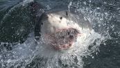 Attacco di uno squalo sul Mar Rosso: due turiste uccise