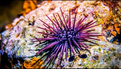 Cosa fare se ti pungi con un riccio di mare