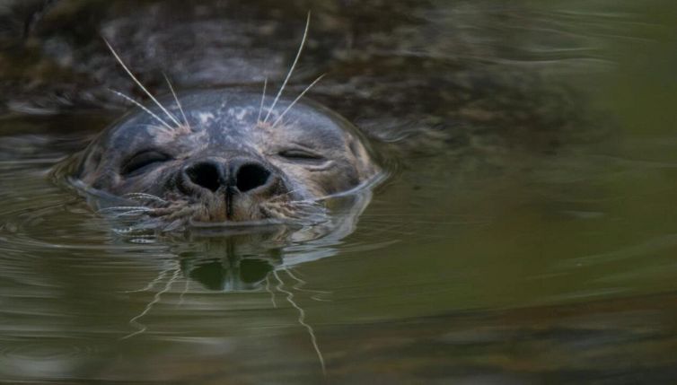 Avvistato animale rarissimo: sorpresa nel mare italiano