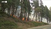 Usa, incendio allo Yosemite National Park: a rischio 500 sequoie giganti